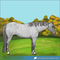 Horse Color:Blue Roan Appaloosa
