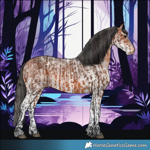 Horse Color:Bay Appaloosa  and White Spotted Bay Appaloosa 