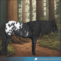 Horse Color:Black Blanket 