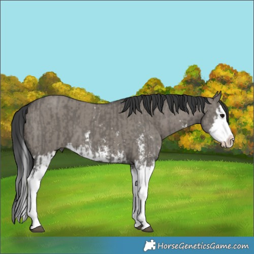 Horse Color:Grullo Sabino Splash and Grullo Sabino Splash