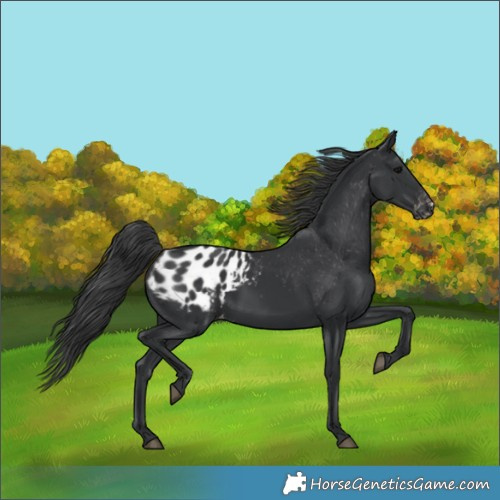 Horse Color:Black Blanket 