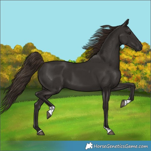 Horse Color:Liver Chestnut Tobiano 