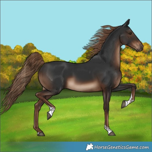 Horse Color:White Spotted Liver Chestnut Tobiano 