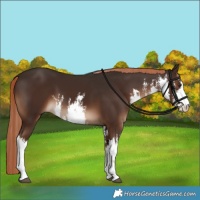 Horse Color:White Spotted Liver Chestnut