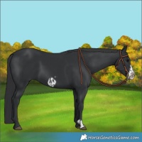 Horse Color:Black Frame  and Black Frame 