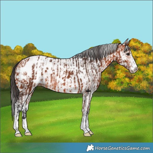 Horse Color:Bay Blanket  and White Spotted Bay Blanket 
