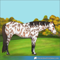 Horse Color:Bay Appaloosa  and Bay Appaloosa 