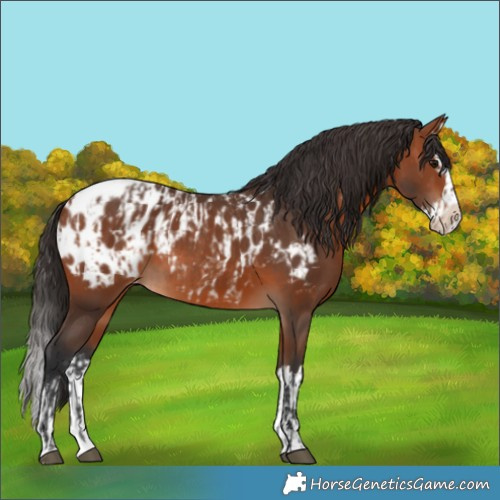 Horse Color:Bay Blanket  and Bay Splash Blanket 