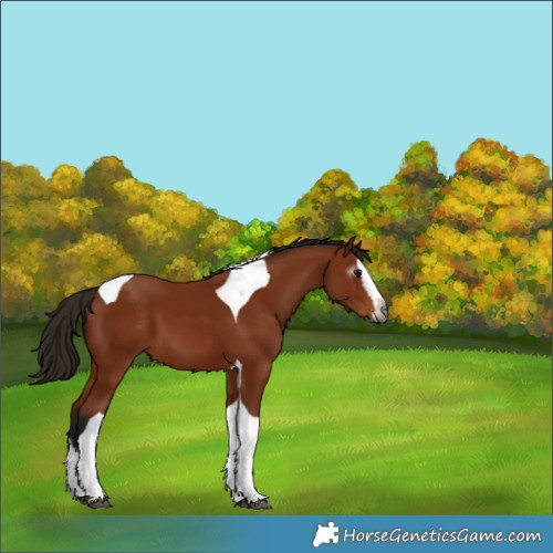 Horse Color:Gray Bay Splash Tobiano