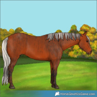 Horse Color:Bay  and Silver Bay 