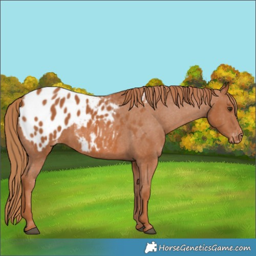 Horse Color:Chestnut Appaloosa 