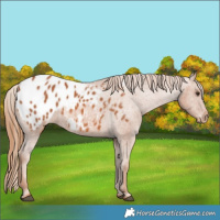 Horse Color:Chestnut Appaloosa 