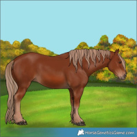 Horse Color:Chestnut 