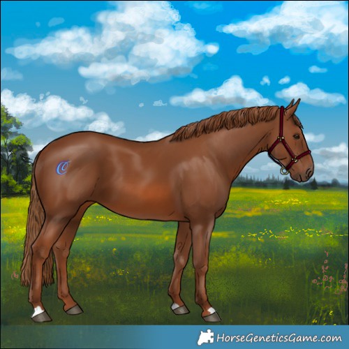 Horse Color:Chestnut 