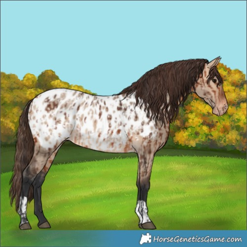 Horse Color:Bay Appaloosa  and Bay Dun Appaloosa 