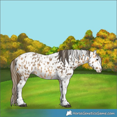 Horse Color:Buckskin Appaloosa  and Buckskin Tobiano Appaloosa 