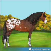 Horse Color:Bay Blanket  and Bay Blanket 