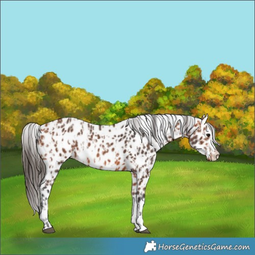 Horse Color:Bay Appaloosa  and Bay Splash Appaloosa 