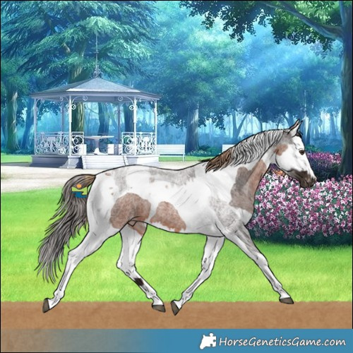 Horse Color:Liver Red Roan Tobiano Varnish  and Bay Roan Splash Tobiano Varnish 