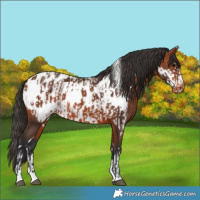 Horse Color:Bay Appaloosa  and Bay Frame Appaloosa 