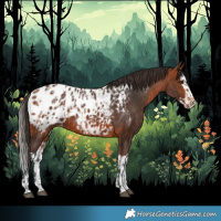 Horse Color:Bay Appaloosa and Bay Splash Appaloosa
