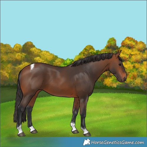 Horse Color:Bay Tobiano 