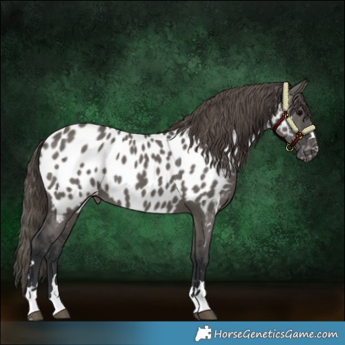 Horse Color:Grullo Appaloosa
