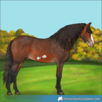 Horse Color:Bay Appaloosa and Bay Frame Appaloosa