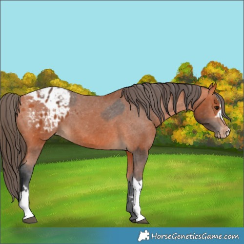 Horse Color:Bay Appaloosa  and Bay Appaloosa 