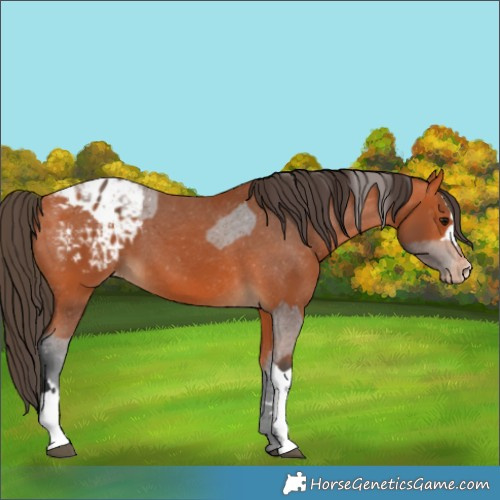 Horse Color:Bay Blanket  and Bay Blanket 