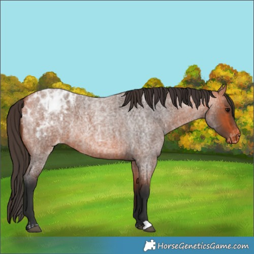 Horse Color:Bay Roan Appaloosa  and Bay Roan Appaloosa 