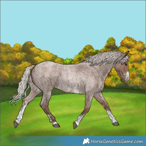 Horse Color:Silver Blue Roan Sabino