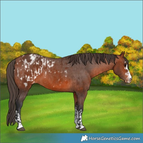Horse Color:Bay Appaloosa  and Bay Appaloosa 