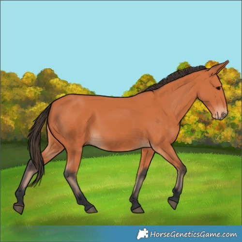 Horse Color:Bay 