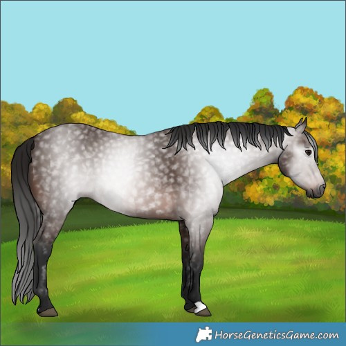 Horse Color:Gray Bay 