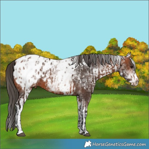 Horse Color:Bay Appaloosa  and White Spotted Bay Appaloosa 