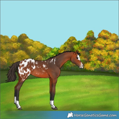 Horse Color:Bay Appaloosa  and Bay Splash Appaloosa 
