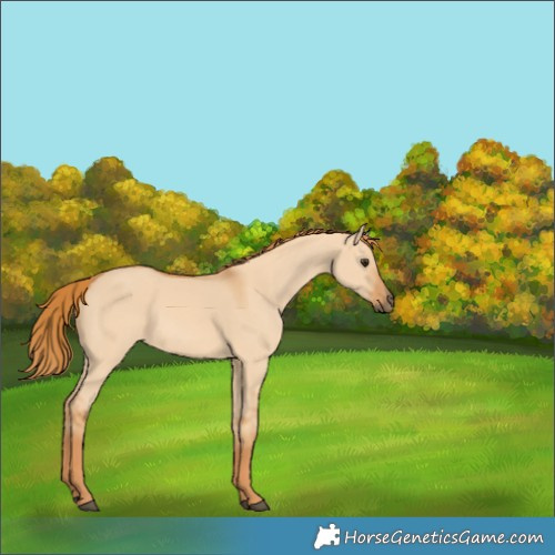Horse Color:Red Dun 