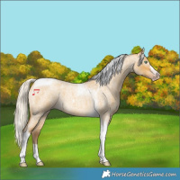 Horse Color:Gray Silver Amber Cream Champagne Roan Dun Splash Tobiano Frame Appaloosa Rabicano