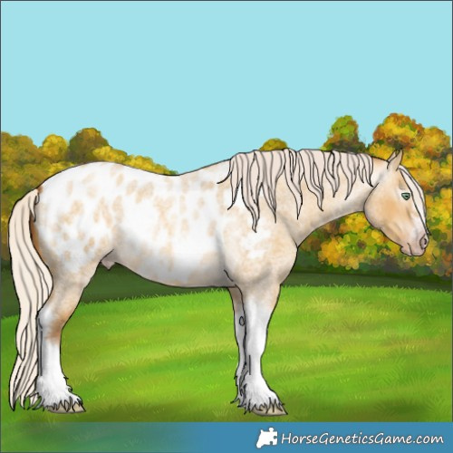 Horse Color:Gray Silver Amber Cream Champagne Roan Dun Splash Tobiano Frame Appaloosa Rabicano 