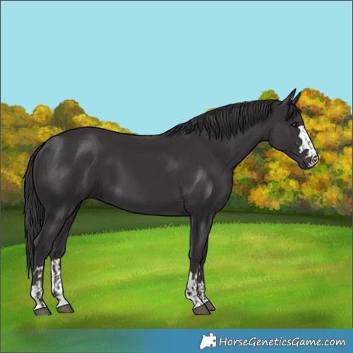 Horse Color:Smoky Black  and Smoky Black 