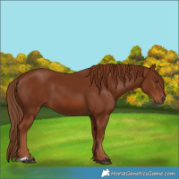 Horse Color:Chestnut 