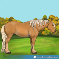 Horse Color:Palomino