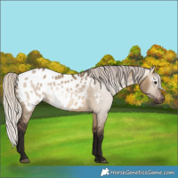 Horse Color:Gray Silver Brown Dun Appaloosa 