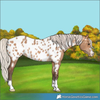 Horse Color:Silver Brown Dun Near Leopard 