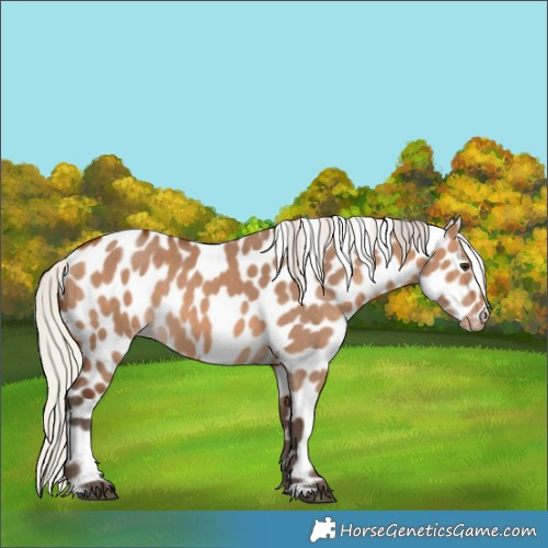 Horse Color:Silver Brown Dun Leopard