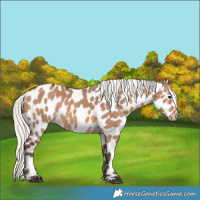 Horse Color:Silver Brown Dun Leopard