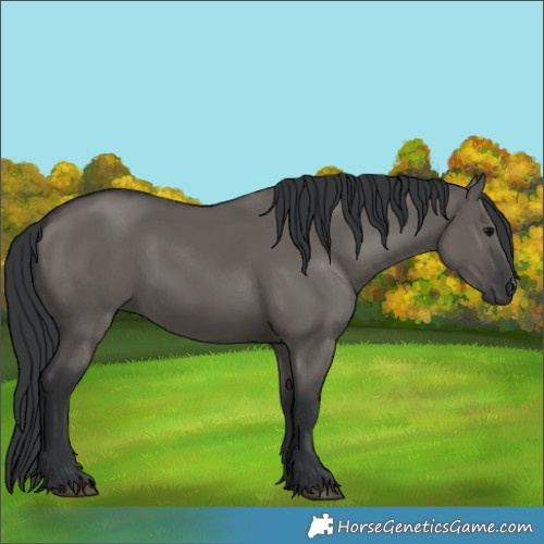 Horse Color:Grullo Rabicano 