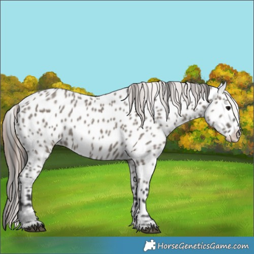 Horse Color:Grullo Appaloosa 