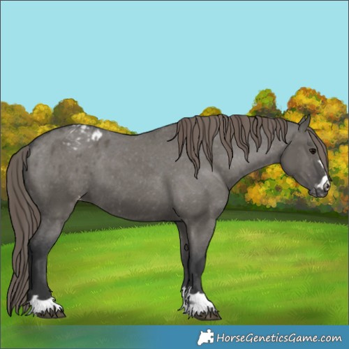 Horse Color:Grullo Varnish 